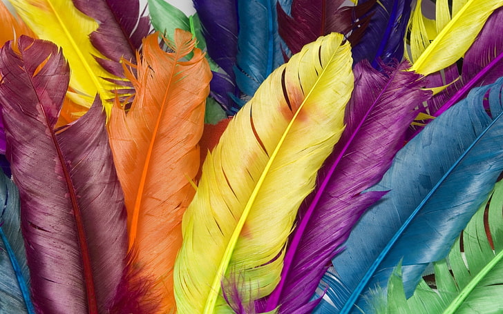 multicolored feathers, colorful, bright, bird, backgrounds, close-up, HD wallpaper