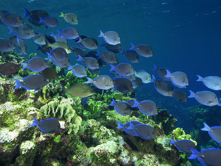 shoal of tang fish, sea, underwater, coral, animal wildlife, animals in the wild