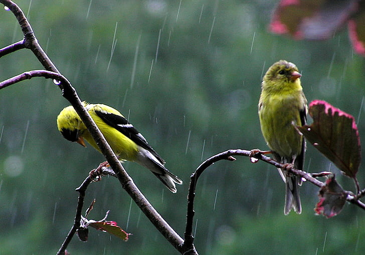 two green feathered bird on tree branch while raining, Soaked