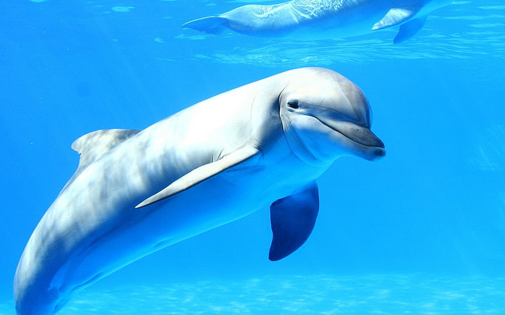 gray dolphin, sea, underwater, animals, cyan, animal wildlife, HD wallpaper