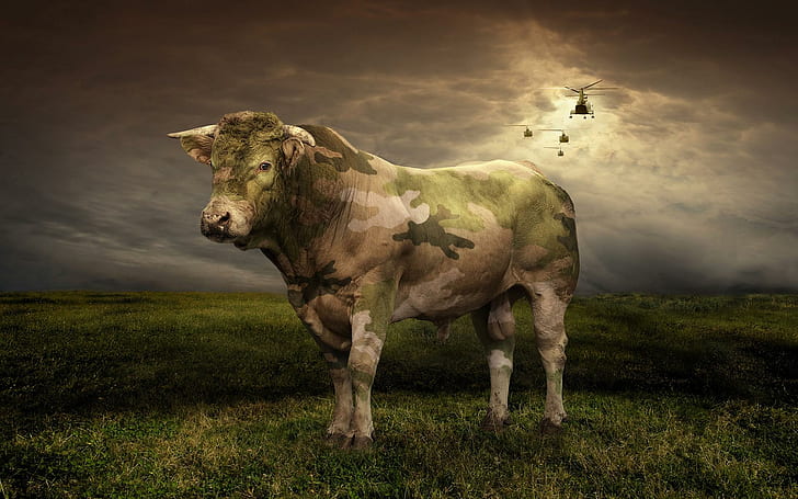 Camouflage Bull, green, white and black camouflage cow, cattle, HD wallpaper