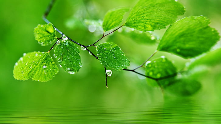 HD wallpaper: Green, natural, leaves, water droplets, drops | Wallpaper  Flare