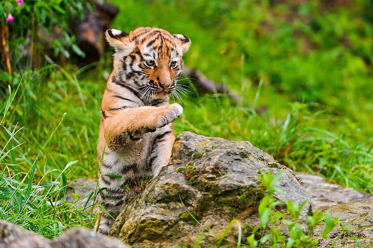 animal photography of baby tiger jumping near the rock with clear field grass