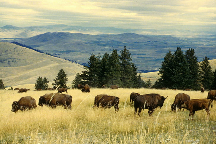 herd of buffalo, national bison range, national bison range, National Wildlife Refuge