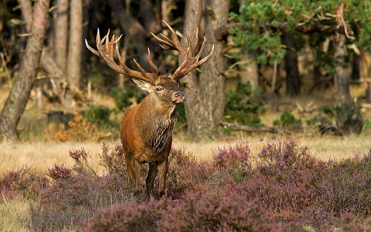 brown buck, deer, grass, flowers, forest, walk, animal, wildlife, HD wallpaper