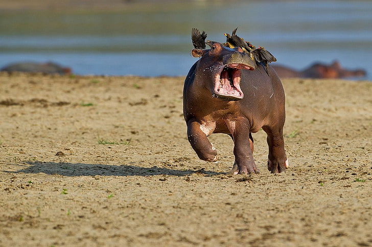 depth of field photography of hippo on seashore, nature, animals