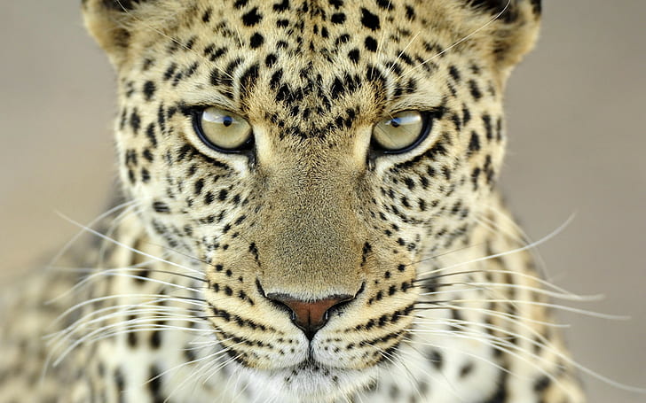 leopard, animals, closeup, leopard (animal), HD wallpaper