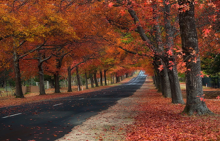 black forest road, maple leafed trees, fall, leaves, autumn, nature, HD wallpaper