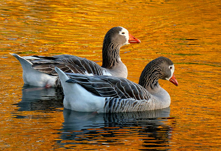 two gray Mallard ducks, geese, geese, Golden, ponds, Pilgrim, HD wallpaper