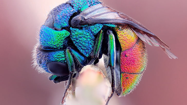 beetles, insect, animals, colorful, macro, multi colored, close-up, HD wallpaper