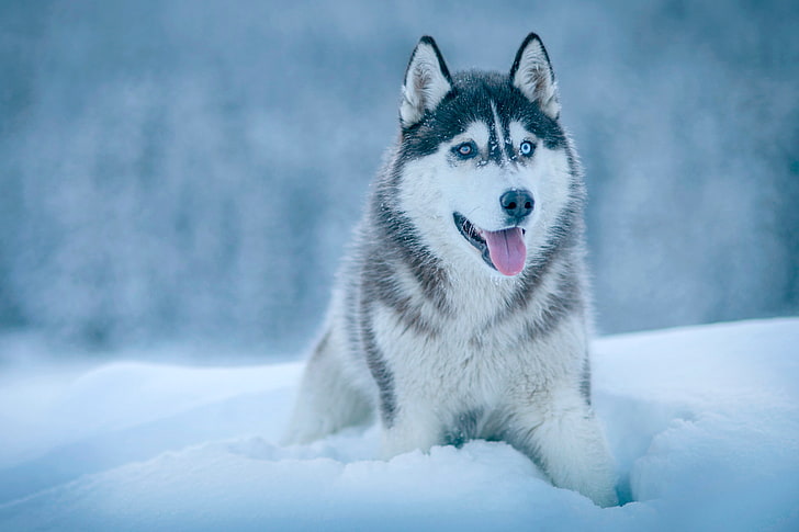 white and black Siberian husky, dog, snow, muzzle, sled Dog, pets, HD wallpaper
