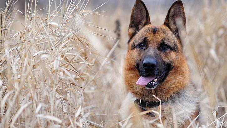 shepherd dog, german shepherd, animals, canine, domestic animal, HD wallpaper