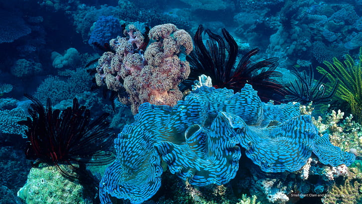 Small Giant Clam and Soft Coral, Australia, Ocean Life