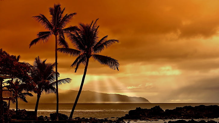 sunset, sunlight, landscape, nature, sea, beach, palm trees, HD wallpaper