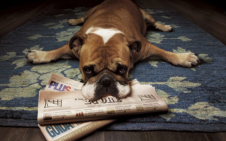 Sir...your Press!, animals, newspaper, best, friend