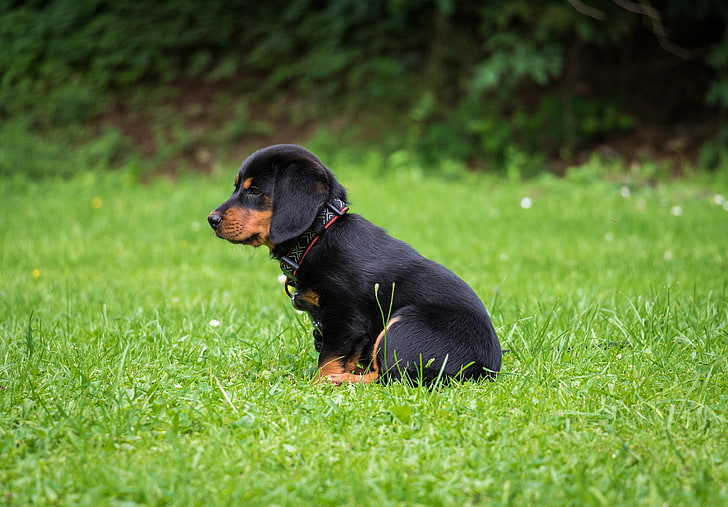 rottweiler, puppy, dog, cute, one animal, domestic, pets, canine, HD wallpaper