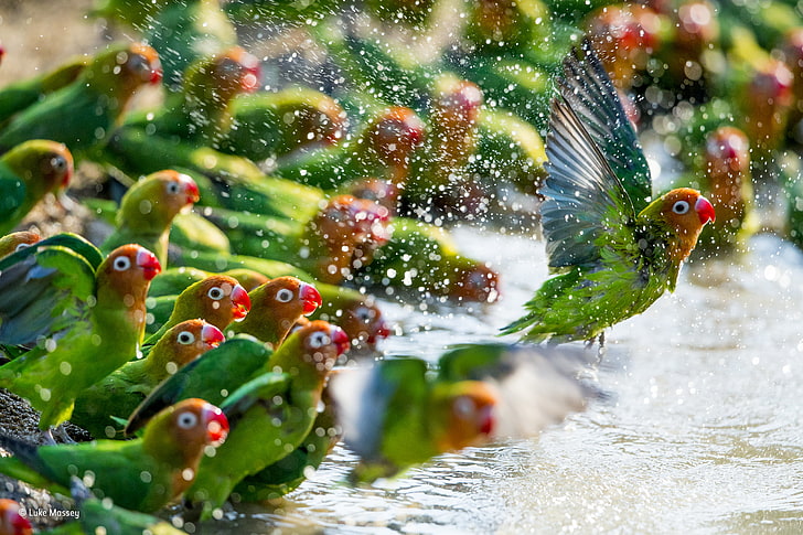 flock of lovebirds, nature, animals, parrot, water, water drops