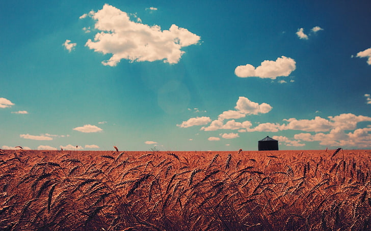 wheat field, nature, landscape, sky, clouds, cloud - sky, agriculture, HD wallpaper