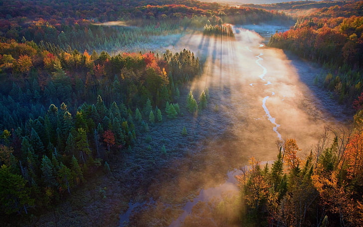 green forest, mist, trees, field, river, sun rays, fall, aerial view