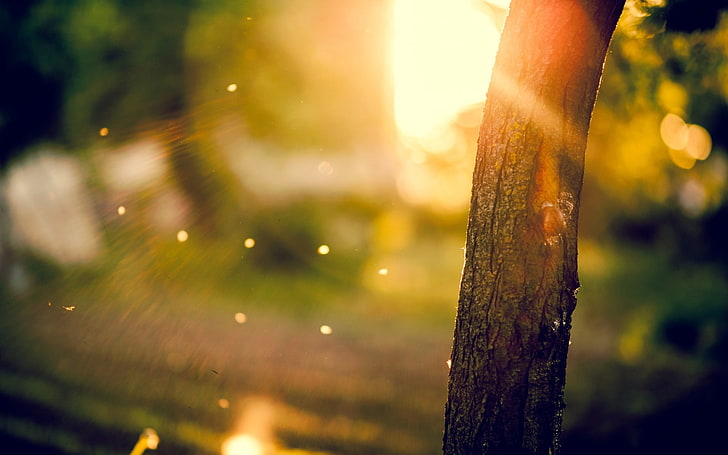brown tree branch, the sun, macro, rays, trees, background, widescreen, HD wallpaper