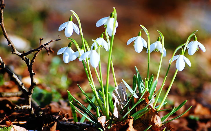 Fresh Snowdrops, spring, nature, plants, background, HD wallpaper