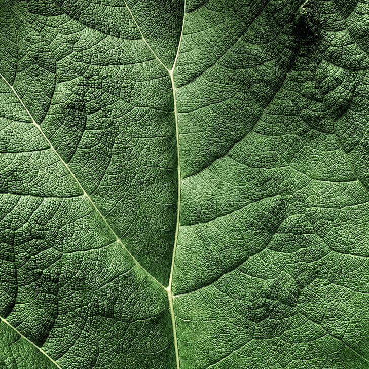 green leaf photo, Topography, Explored, HDR, PS, Photoshop, Sony