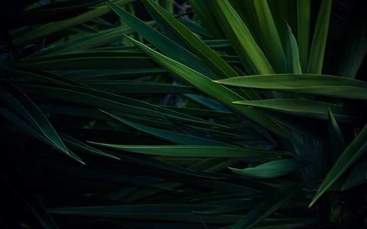 green pandan plant, black, green color, growth, leaf, plant part, HD wallpaper