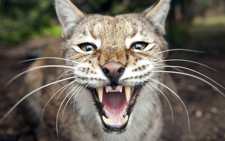 nature, animals, lynx, big cats, open mouth, animal themes