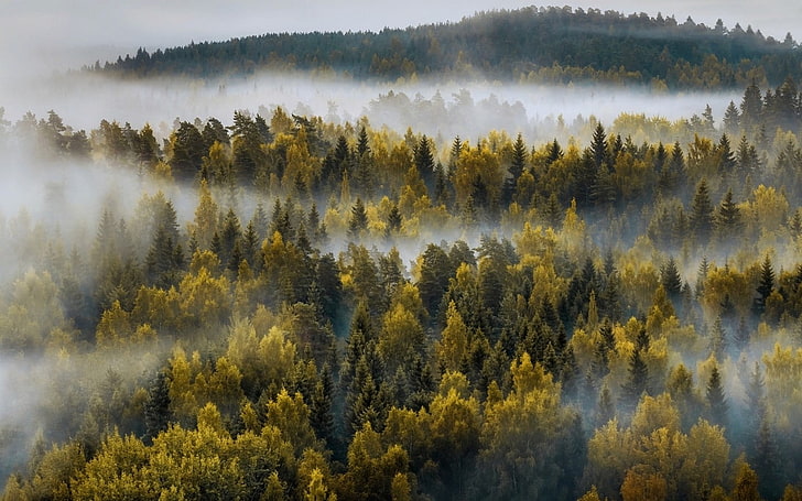 green leafed tree lot, landscape, nature, mountains, forest, mist