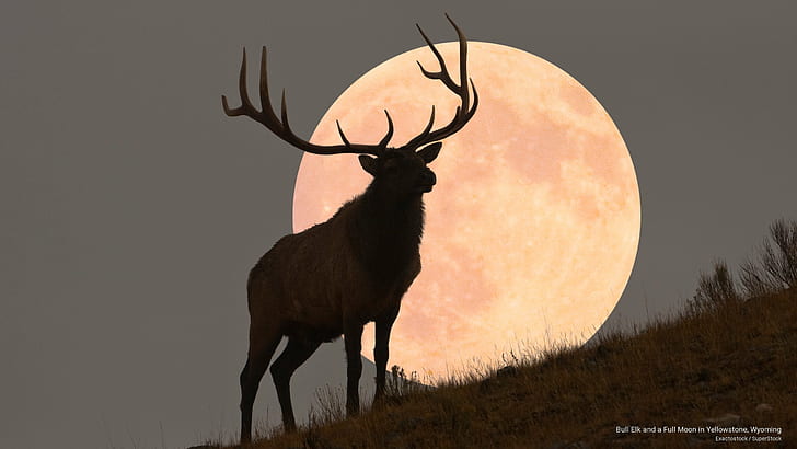 HD wallpaper: Bull Elk and a Full Moon