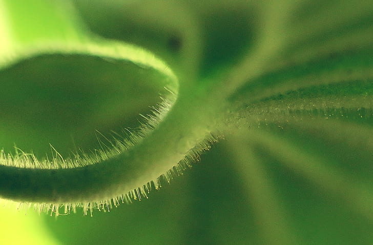 shallow focus photography of green leaf plant, tiny, tiny, celebration, HD wallpaper