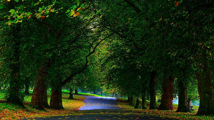 black road and trees, green leaf trees beside gray road, nature