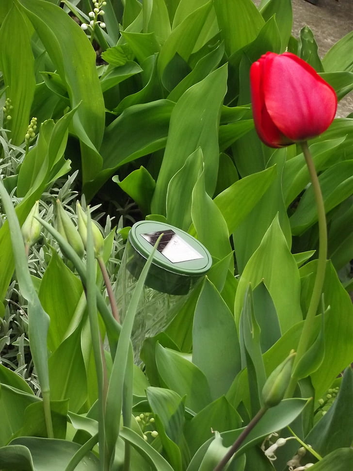 grass, tulips