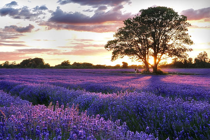 field lavender Lavender Field Nature Fields HD Art, tree, sky, HD wallpaper