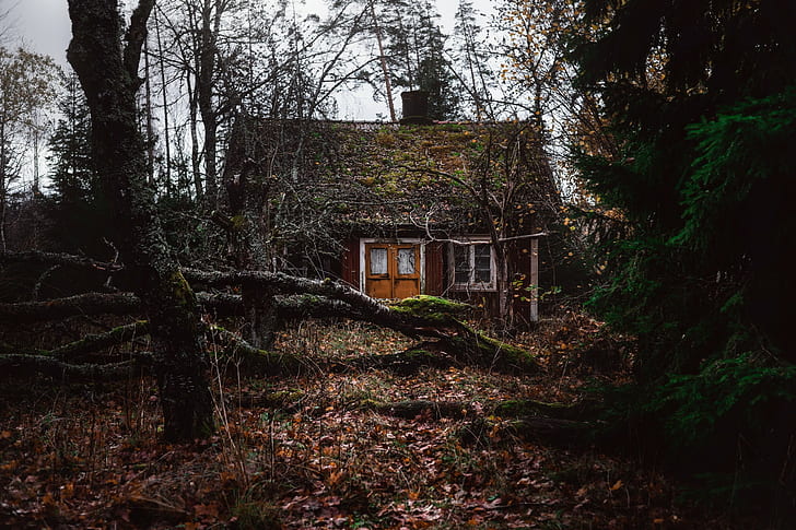 forest, trees, old building, HD wallpaper
