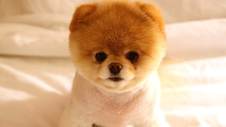 white and brown teacup Pomeranian, puppy, muzzle, cute, fluffy