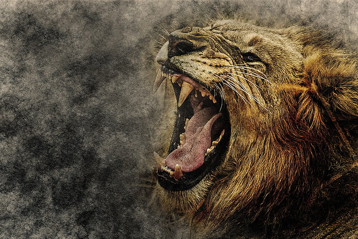 lion illustration, art, grin, muzzle, lion - Feline, carnivore, HD wallpaper