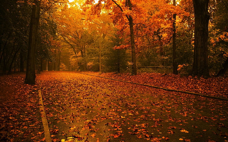 Its time for Autumn, trees, street, leafs, HD wallpaper
