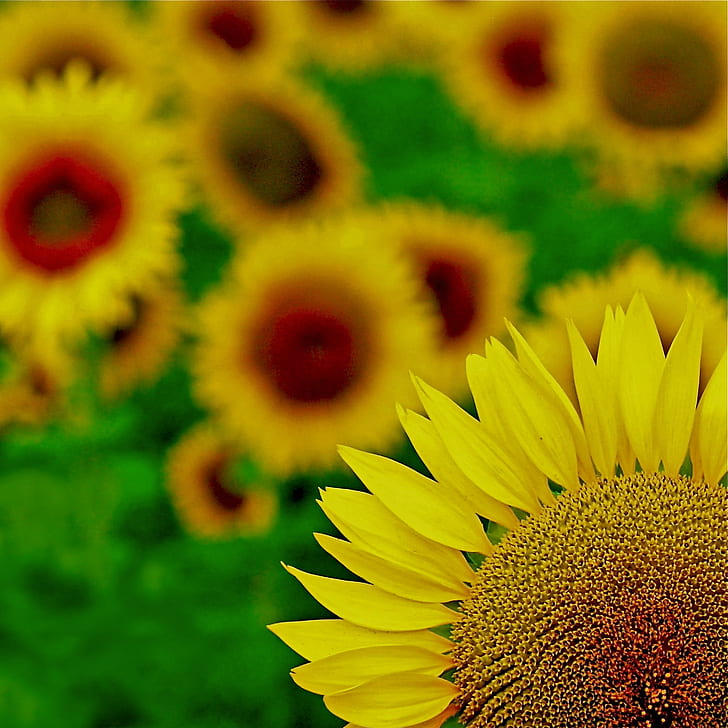 yellow Sunflower in close-up photography, Explored, tournesol, HD wallpaper
