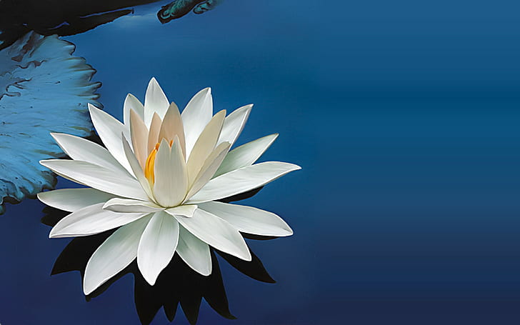 HD wallpaper: Lotus, flower, tropical, 1920x1200, 4k pics | Wallpaper Flare