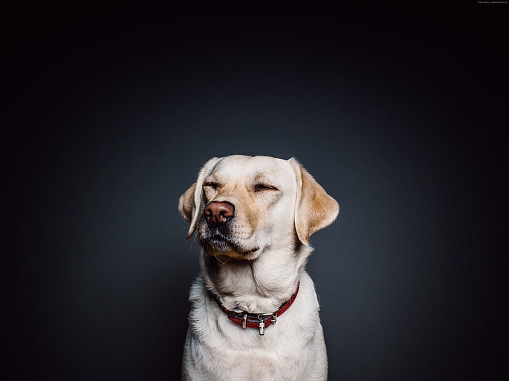 Labrador, dog, 4K, cute animals, funny animals, one animal, HD wallpaper