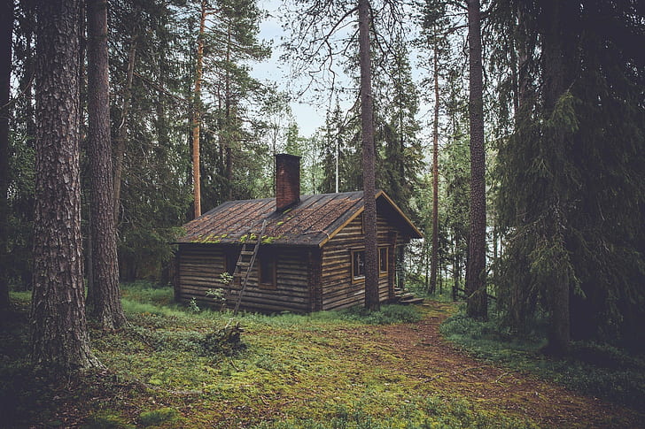 fall, landscape, trees, sauna, hut, cabin, nature