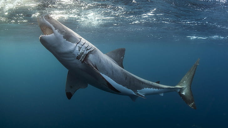 animals, Great White Shark, underwater