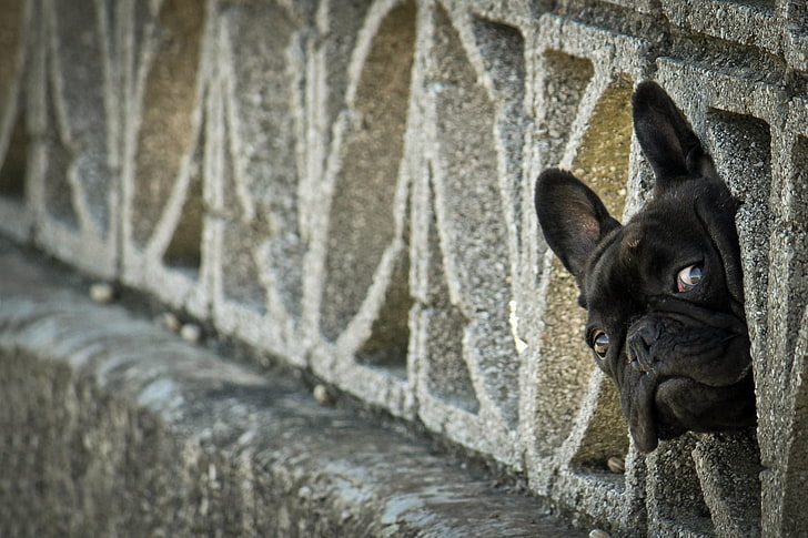 adult black French bulldog, peep, fence, pets, animal, cute, puppy, HD wallpaper
