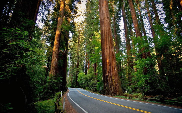 forest, landscape, nature, Redwood, road, Sequoias, tree, plant