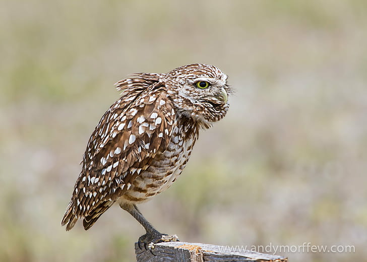 brown and white owl perching on brown bench, faces, Burrowing Owl, HD wallpaper