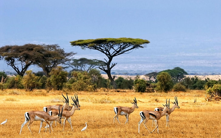 herd of antelopes, nature, landscape, savannah, animals, wildlife, HD wallpaper