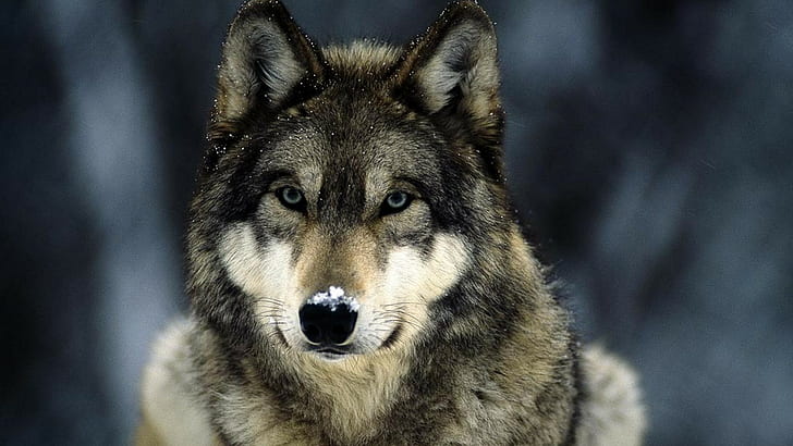 animals, wolf, HD wallpaper