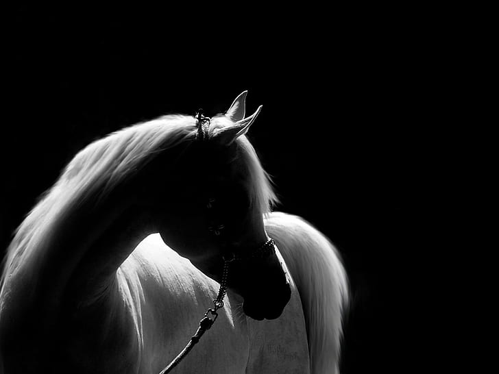 white horse, NO ONE, PERFECT, EXPLORE, black Background, black And White, HD wallpaper
