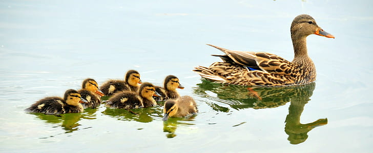 brown and black duck and ducklings near body of water during daytime, hen, hen, HD wallpaper